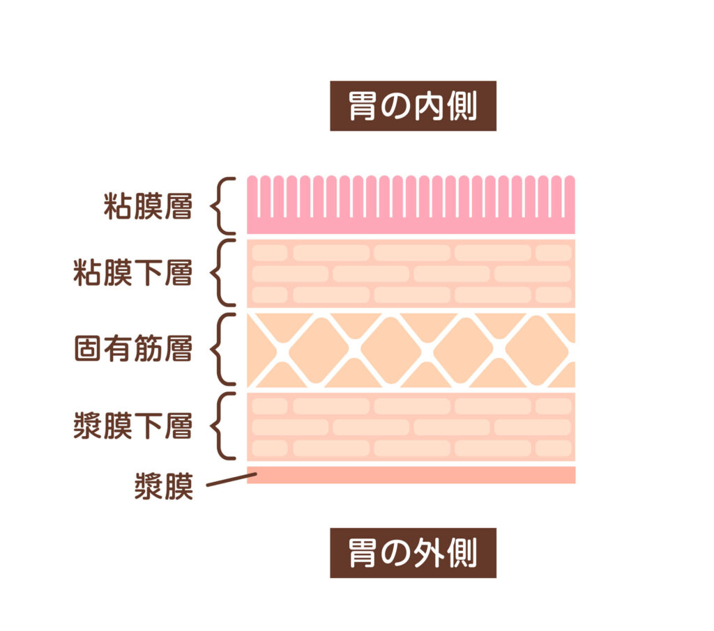 胃に痛みを感じるのは固有筋層に刺激があるとき