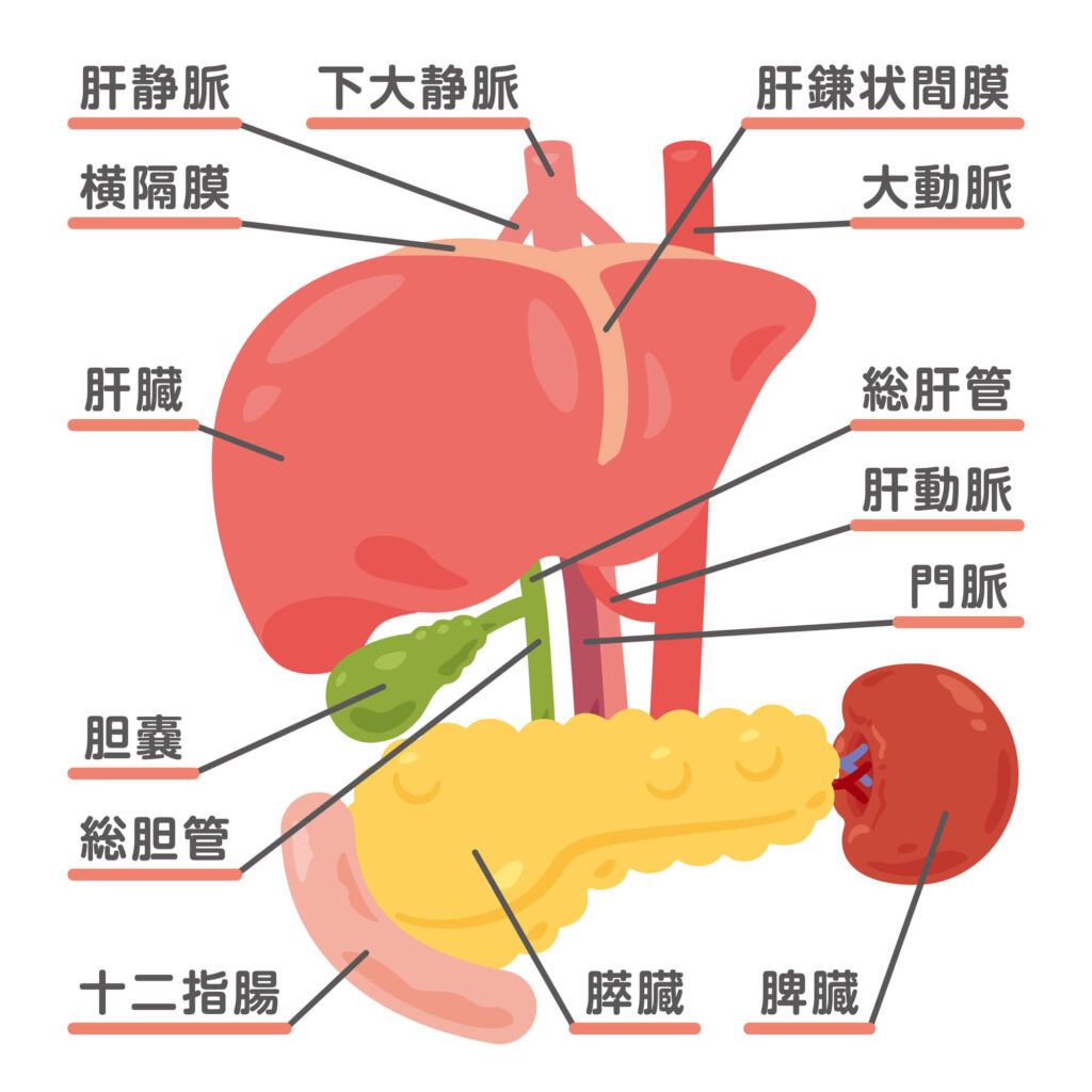 膵臓がん（すい臓がん）とは